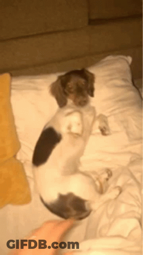A Small Dog Is Laying On Its Back On A Bed GIF