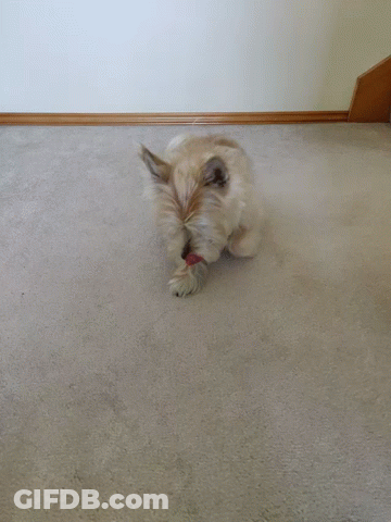 A Small Dog Is Laying On The Floor Looking Up GIF