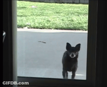 A Small Dog Is Looking Out Of A Window At A Bird GIF