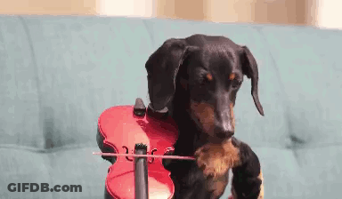 A Small Dog Is Playing A Violin On A Couch . GIF
