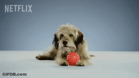 Dog Playing With Red Ball In Front Of Netflix GIF