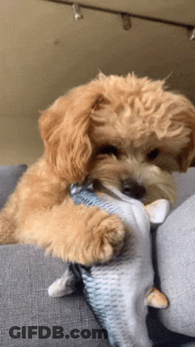 A Small Dog Is Playing With A Stuffed Fish On A Couch GIF