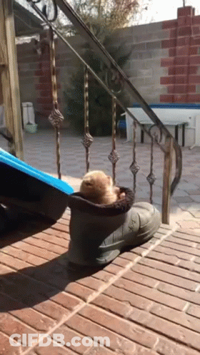 A Small Dog Is Sitting In A Boot On A Brick Floor . GIF
