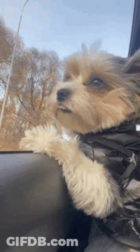 A Small Dog Is Sitting In The Back Seat Of A Car Looking Out The Window . GIF