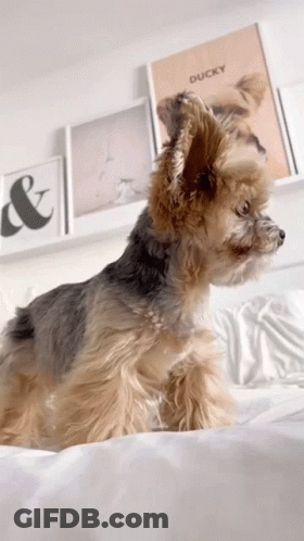 A Small Dog Is Sitting On A Bed In Front Of A Picture Of Ducky GIF