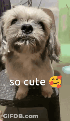 A Small Dog Is Sitting On A Chair With The Words So Cute Written Below It GIF