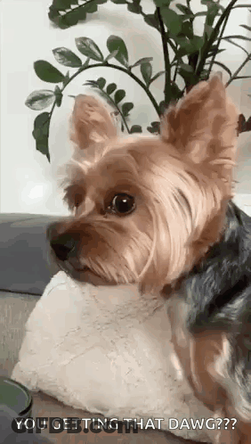 A Small Dog Is Sitting On A Couch Looking At The Camera . GIF