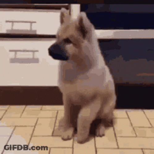 A Small Dog Is Sitting On A Tiled Floor In Front Of A Cabinet . GIF