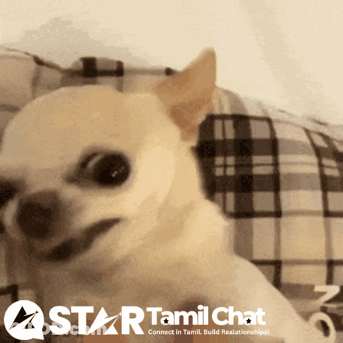 A Small Dog Is Smiling In Front Of A Sign That Says Start Tamil Chat GIF