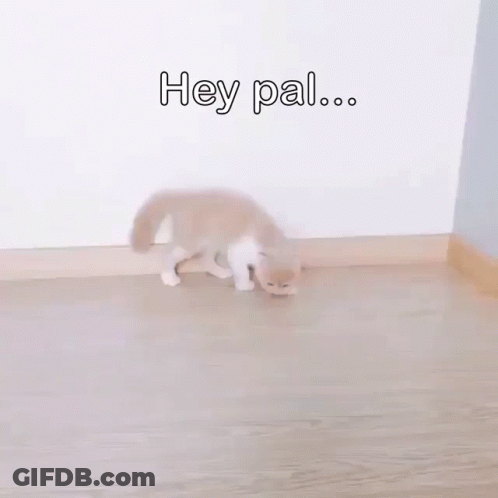 A Small Dog Is Standing On A Wooden Floor With The Words Of This Written On The Bottom GIF
