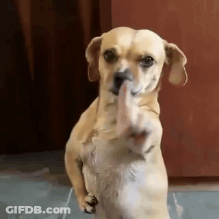 A Small Dog Is Standing On Its Hind Legs And Giving A Middle Finger . GIF