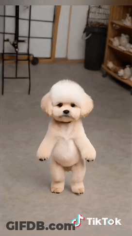 A Small Dog Is Standing On Its Hind Legs In A Room With Tiktok Written On The Bottom GIF