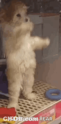 A Small Dog Is Standing On Its Hind Legs On A Shelf And Waving At The Camera . GIF