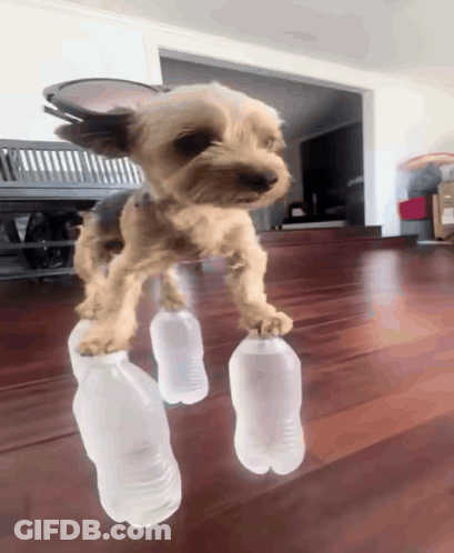 A Small Dog Is Standing On Two Plastic Bottles On A Wooden Floor GIF