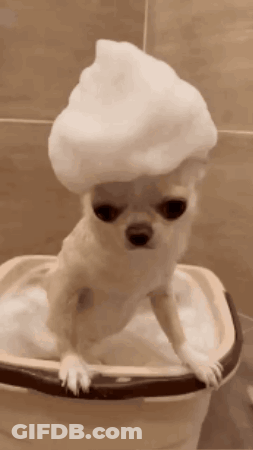A Small Dog Is Taking A Bath In A Bucket With Soap Foam On Its Head . GIF