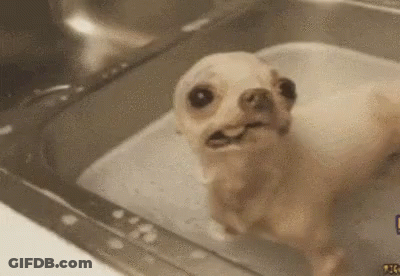 A Small Dog Is Taking A Bath In A Sink And Making A Funny Face . GIF