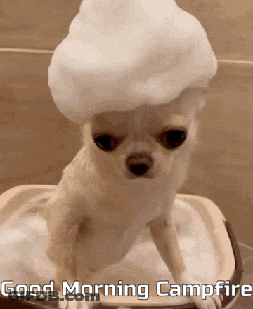 A Small Dog Is Taking A Bath With Foam On Its Head And The Words Good Morning Campfire Written Below It GIF