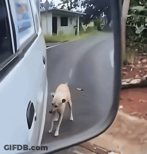A Small Dog Is Walking Along The Side Of A Road GIF