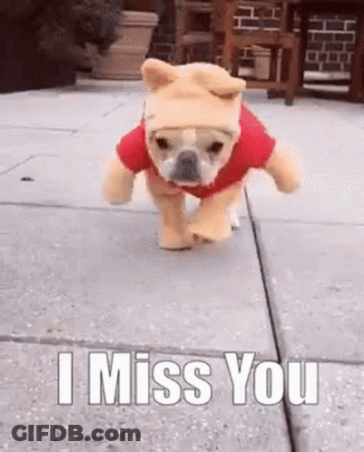 A Small Dog Is Wearing A Winnie The Pooh Costume And Running On A Sidewalk . GIF