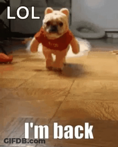 A Small Dog Is Wearing A Winnie The Pooh Costume And Running On A Wooden Floor . GIF
