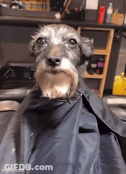 A Small Dog Is Wrapped In A Black Cape And Smiling At The Camera GIF