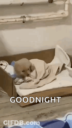 A Small Dog Is Wrapped In A Blanket And Laying In A Cardboard Box . GIF