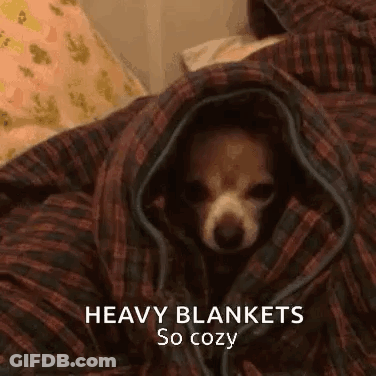A Small Dog Is Wrapped In A Blanket And Looking Out Of It . GIF