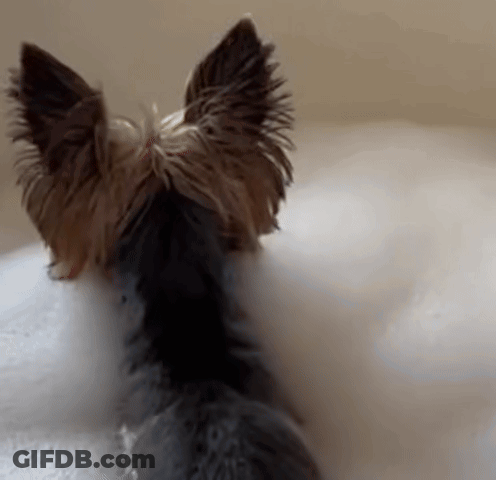 A Small Dog Laying In A Bathtub With Bubbles GIF