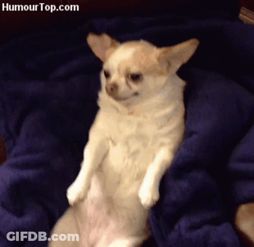 A Small Dog Laying On A Blue Blanket With Humourtop.com Written On The Bottom Right GIF