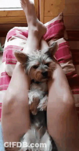 A Small Dog Laying On A Person 'S Legs GIF