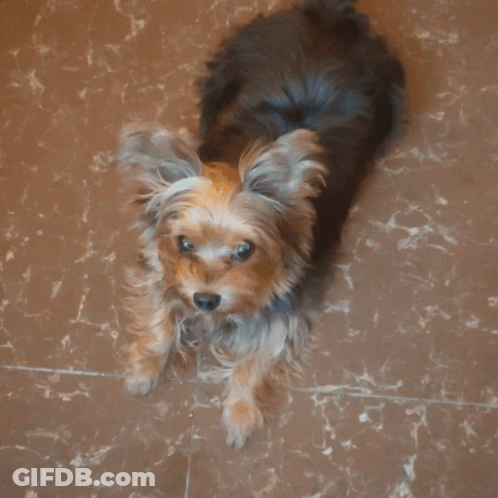 A Small Dog Laying On A Tile Floor With The Word Woof Written Below It GIF
