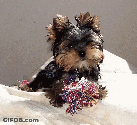 A Small Dog Laying On A White Blanket Holding A Colorful Toy GIF