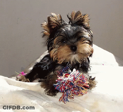 A Small Dog Laying On A White Blanket With A Colorful Toy In Its Mouth GIF