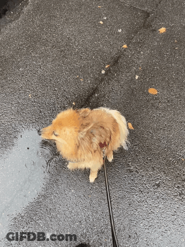 A Small Dog On A Leash Is Standing In A Puddle Of Water GIF