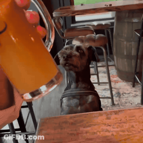 A Small Dog Sitting At A Table Looking Up At A Mug Of Beer GIF