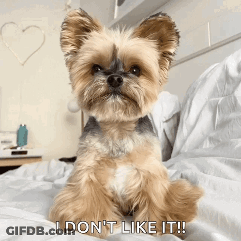 A Small Dog Sitting On A Bed With The Words " I Don 'T Like It " Above It GIF
