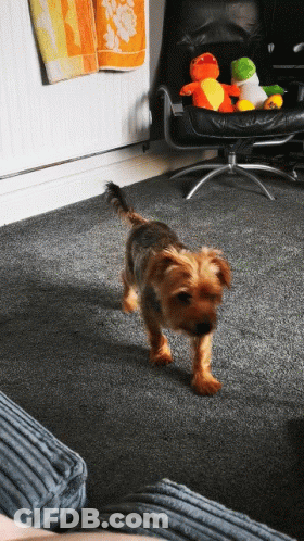 A Small Dog Standing In A Living Room With Stuffed Animals On The Floor GIF