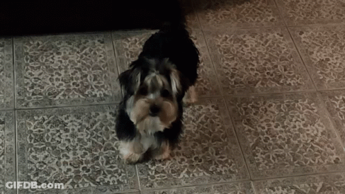 A Small Dog Standing On A Tiled Floor Looking At The Camera GIF
