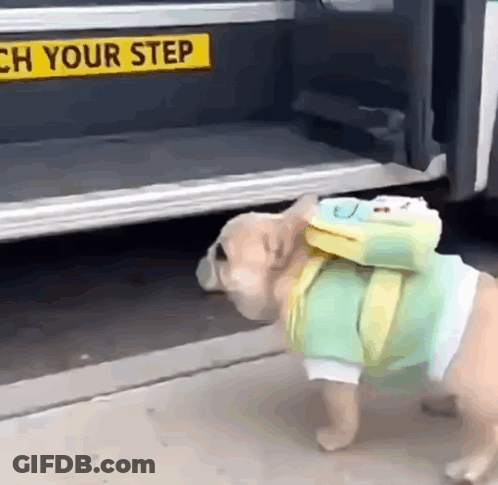 A Small Dog Wearing A Backpack Is Standing In Front Of A Bus With A Sign That Says " Teach Your Step " GIF