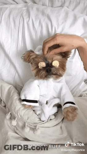 A Small Dog Wearing A Bathrobe With Cucumbers On Its Eyes Is Laying On A Bed . GIF