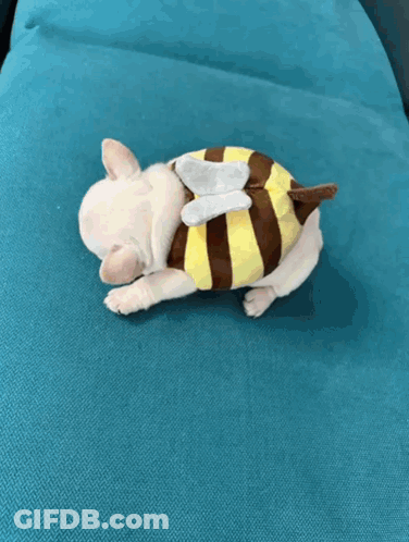 A Small Dog Wearing A Bee Costume Is Sleeping On A Couch GIF