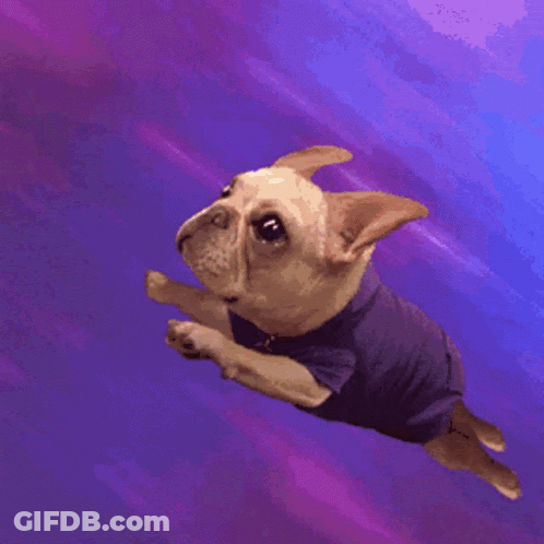 A Small Dog Wearing A Blue Shirt Is Flying Through The Air GIF