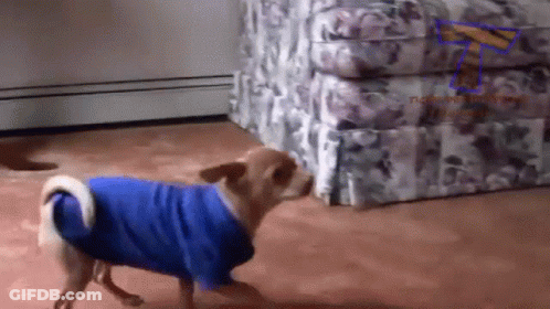 A Small Dog Wearing A Blue Sweater Is Walking In A Room GIF