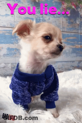 A Small Dog Wearing A Blue Sweater With The Words You Lie Written On It GIF