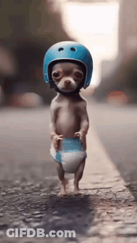 A Small Dog Wearing A Diaper And A Helmet Is Walking Down The Street GIF