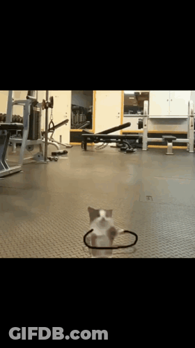 A Small Dog Wearing A Headband Is Standing On A Gym Floor GIF