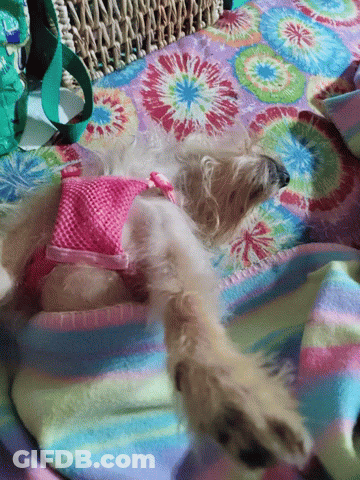 A Small Dog Wearing A Pink Harness Is Laying On A Blanket GIF