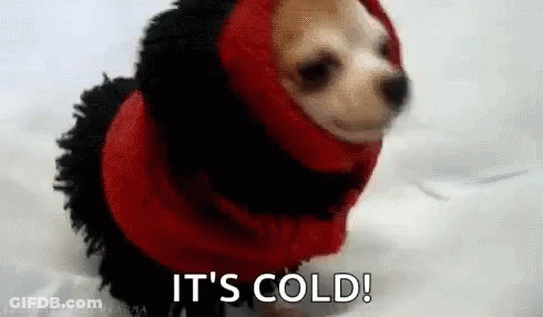 A Small Dog Wearing A Red Jacket And Scarf Is Standing In The Snow . GIF