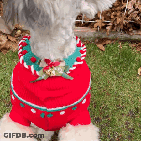 A Small Dog Wearing A Red Sweater With A Candy Cane Wreath Around Its Neck . GIF