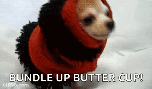Small Dog In Red Sweater Bundle Up Butter Cup GIF
